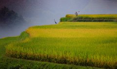 贵州：从江梯田入画来