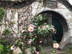 郭味蕖的《百花图谱》